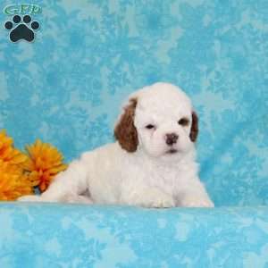 Fudge Swirl, Cavapoo Puppy